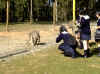DEERPARK33.jpg (111994 bytes)